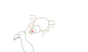 Esse tipo de animal pode conhecida popularmente como aranha golias, esse tipo de animal pode ser chamado também de. Aranha Golias Comedora De Passaros Desenho De Jasminhanako Gartic