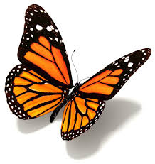 Image result for butterfly images