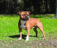 Puppyfind® provides a convenient and efficient means of selecting and purchasing the perfect staffordshire bull terrier puppy (or staffordshire bull terrier puppies) from the comfort of your home, 24 hours a day, 7 days a week. Staffordshire Bull Terrier Dog Breed Profile Petfinder