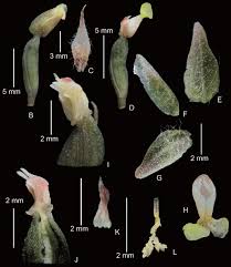 Image result for Zeuxine