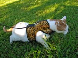 Cat Harness Faqs