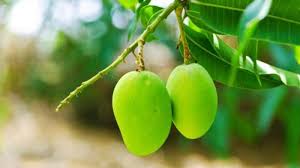 Khusus buah, hindari durian, buah kering, buah kaleng dan buah yang Buah Dan Sayuran Untuk Menurunkan Gula Darah Language Id Diet 10 Makanan Dan Buah Untuk Menurunkan Tekanan Darah Cutestar89