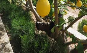 Taille Du Citronnier Oranger Et Agrumes Quand Et Comment Tailler Un Agrume