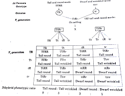 Dihybrid_cross_worksheet_answer_sheet.pdf is hosted at www.kuimba.co.uk since 0, the book dihybrid cross worksheet answer sheet contains 0 pages, you can download it for free by clicking in download button below, you can also preview it before download. A State The Law Of Independent Assortment B Using Punnett Square Demonstrate The Law Of Independent Assortment In A Dihybrid Cross Involving Two Heterozygous Parents Biology Q A Doubtnut