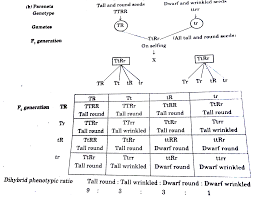 Cross a heterozygous male for tallness with a homozygous recessive female for tallness. A State The Law Of Independent Assortment Br B Using Punnet