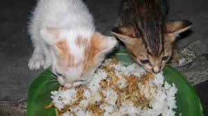 We did not find results for: Terungkap Inilah Pesan Di Balik Kucing Mendekati Kita Saat Makan Tribun Jabar