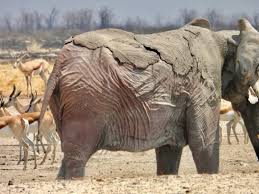 Elephant injured in Etosha wildfires