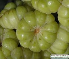 Image result for Phytolacca dioica