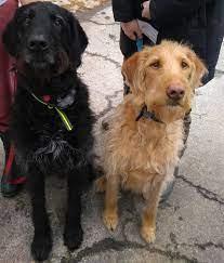Hours may change under current circumstances Home Veterinary Care Home Facebook