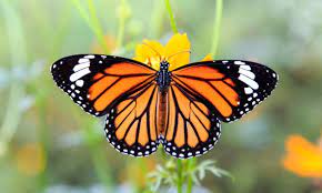 Tomese En Consideracion Que El Numero Total De Estas Especies De Mariposas En El Mundo Es De Alrededor De 20 000 Monarch Butterfly All About Time School Choice