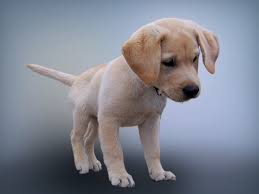 Please feel free to pop us an enquiry if interested in graces upcoming litter, and best of luck with **all puppies are clear by parentage of all current hereditary diseases listed in the labrador breed. Free Hd Images Of Dogs Puppy Development Labrador Dog Labrador Puppy