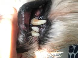 Spreading along his lips, gums, nose, and even appearing on his eyelids and/or. My 8 Year Old Has Dog Has Growth On Her Gums Is This Harmful Or Normal Gums Petcoach