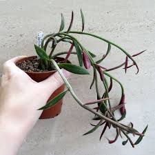 Image result for Monadenium pedunculatum