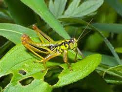 Maybe you would like to learn more about one of these? Control Grasshoppers Naturally Organic Gardening Mother Earth News