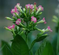 Image result for Nicotiana tabacum