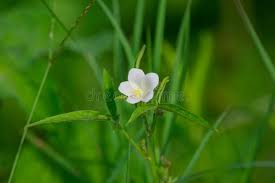 Image result for Hibiscus lobatus