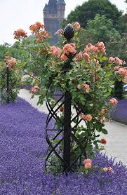 Pin Di Rhonda Sue Nelson Watson Su Flowers Gardens Containers Perennials Annuals Giardino Di Fiori Idee Giardino Rose Rampicanti