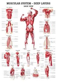 0 watchers905 page views0 deviations. The Muscular System Deep Layers Back Laminated Anatomy Chart Muscle Anatomy Muscular System Massage Therapy