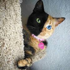 We've gathered our favorite ideas for 1080x1080 funny pfp, explore our list of popular images of 1080x1080 funny pfp and download photos collection with high resolution The 25 Cutest Cats You Can Follow Online