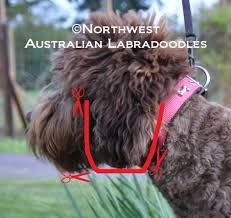 Check spelling or type a new query. Labradoodle Grooming Northwest Australian Labradoodles S Blog
