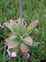Image result for Aloe zebrina