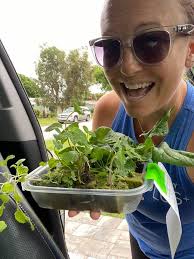 Certified tower garden seedling provider with quick turnaround