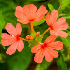 We did not find results for: Buy Aboli Firecracker Flower Plant Online India At Plantsguru Com