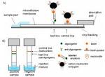 Production of anti-digoxigenin antibody HRP conjugate for PCR