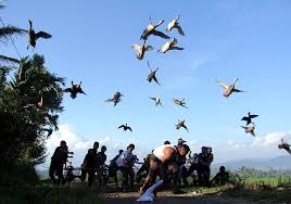 Tepatnya, jaipong muncul pada tahun 1976. Pacu Itiak Bebek Runway Itiak Duck Is Only Available I Flickr