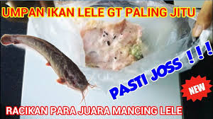 Umpan Ikan Lele Paling Jitu Racikan Juara Mancing Ikan Lele Youtube