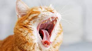 Zahnerkrankungen Hund Und Katze Tierklinik St Polten