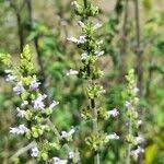 Image result for Cantinoa