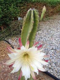 Image result for Cereus jamacaru