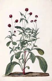 Globe Amaranth Gomphrena Globosa Moninckx J Moninckx Atlas Vol 1 T 18 1682 Globe Amaranth Flower Illustration Amaranth Flower