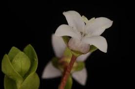 Image result for Oldenlandia angolensis