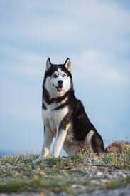 Black And White Siberian Husky Puppy Black And White Siberian Husky Sitting On A Mountain On The Background Of Lakes And Forests The Dog On The Backgroun In 2020 White Siberian Husky Siberian Husky Husky