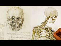 How To Draw The Skeleton And Bones - Paintingtube