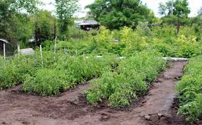 Solanaceae (potato and tomato family) ●. Tomato Plant Spacing In Containers Ground Gardening Tips