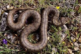 Argeles gazost is a charming french city in the pyrénées (460m of altitude). Le Parc Animalier Des Pyrenees La Colline Aux Marmottes Midi Pyrenees France
