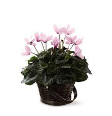 Known as lateral transfers, a certified law enforcement officer from another agency, including in or out of the state of iowa, can be hired by the cedar rapids police department with step. The Ftd Pink Cyclamen In Cedar Rapids Ia Stensland Events