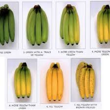 color chart of banana fruits in various stages download