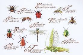 Find deals on products in needlework on amazon. Insect Sampler Cross Stitch Kit By Thea Gouverneur