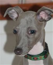 Check spelling or type a new query. Italian Greyhound Dog Breed Information And Pictures