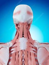 Understanding the anatomy of your cervical spine and the vital nerves it contains should motivate you to adopt behaviors that help prevent neck injury and. Human Neck And Back Anatomy Muscle Anatomy Body Anatomy Massage Therapy