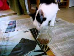 One of the best ways to get cats thinking at meal time is with food puzzles, and a great thing about cat food puzzle toys is that they're fairly easy to make yourself if you don't want. Activation Of Cat Using Wet Food In Homemade Food Puzzle Toys Youtube