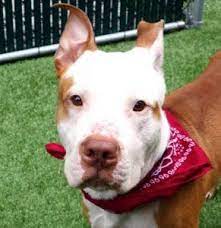 manhattan shelter dogshttp nycdogs urgentpodr org denver a1109622 dogs pitbull puppies my animal