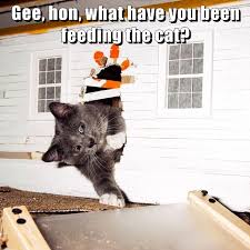 We did not find results for: Lolcats Captions Lol At Funny Cat Memes Funny Cat Pictures With Words On Them Lol Cat Memes Funny Cats Funny Cat Pictures With Words On