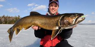 Add to that steelhead, brown trout, brook, and splake (a mix between brook and lake trout), and you're guaranteed a great time. How To Catch Lake Trout Ice Fishing