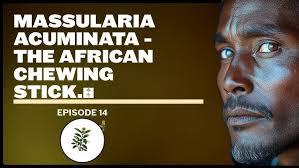 Image result for Massularia