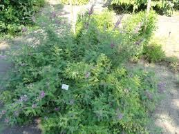 Image result for Indigofera erythrogramma